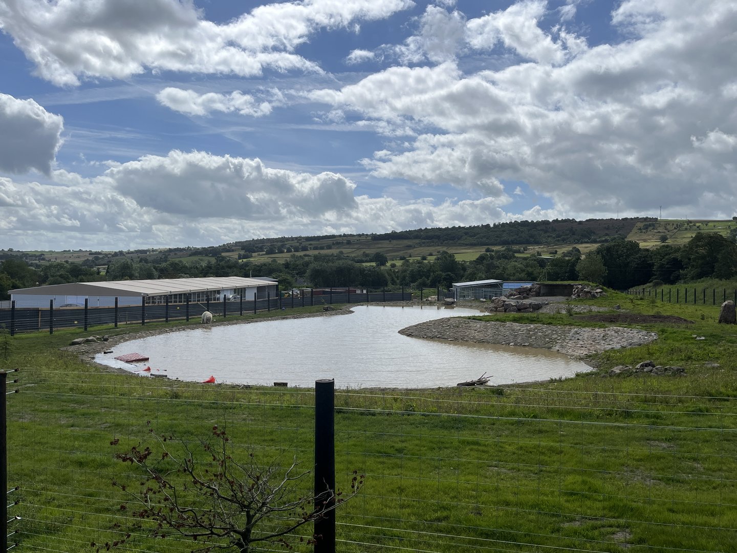 Polar Bear Main Paddock