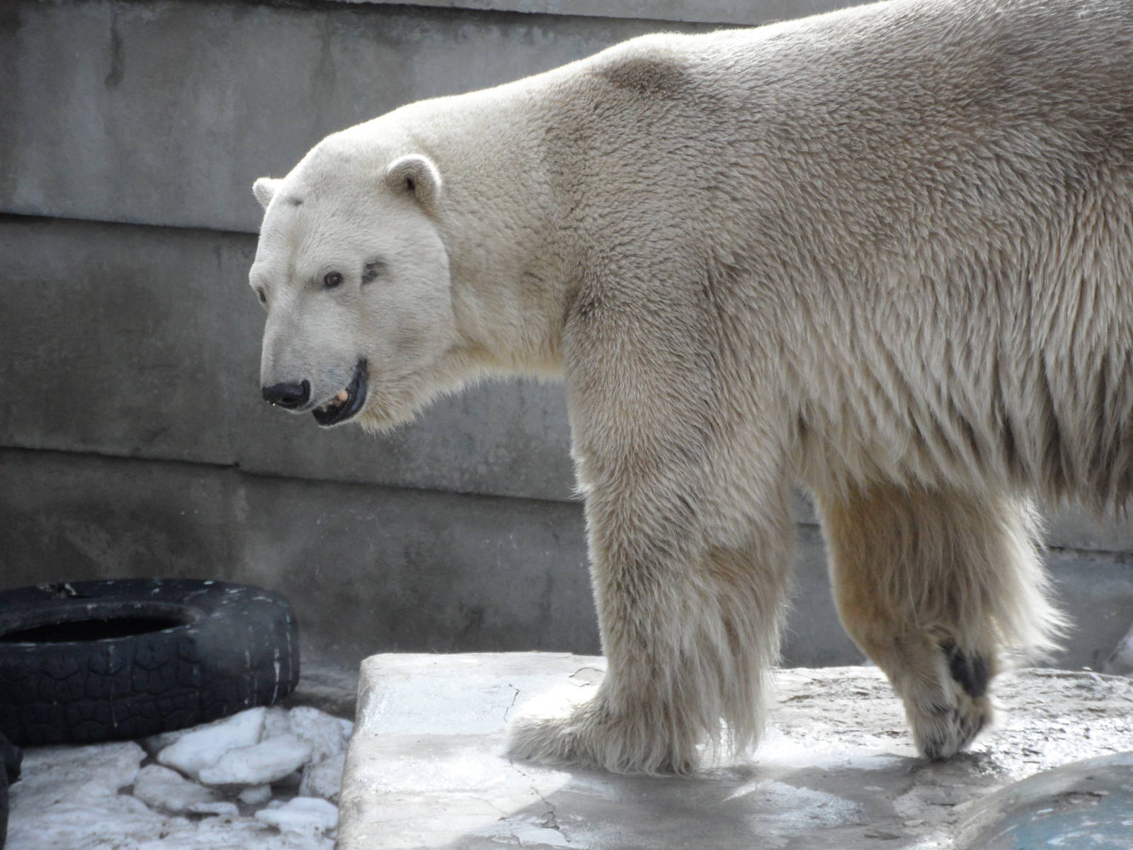 Polar bear, male
