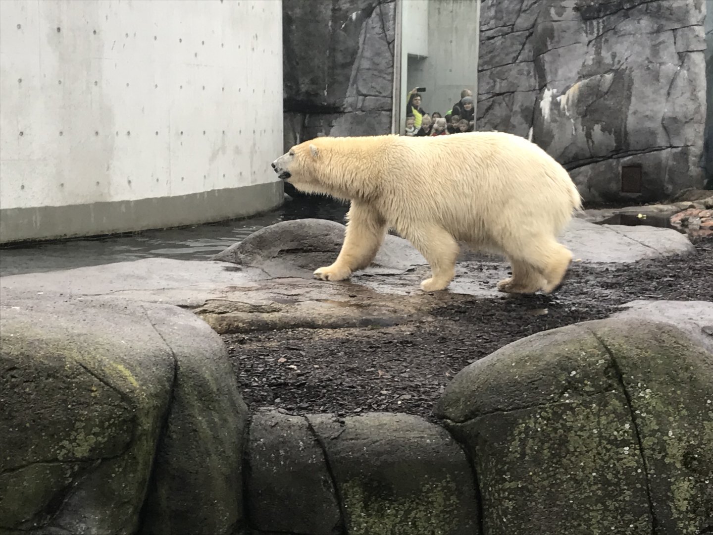 Polar bear male