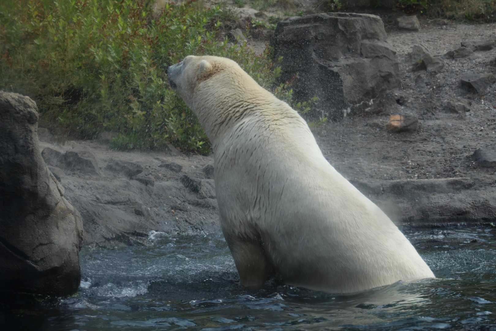 Polar Bear Mid-Shake