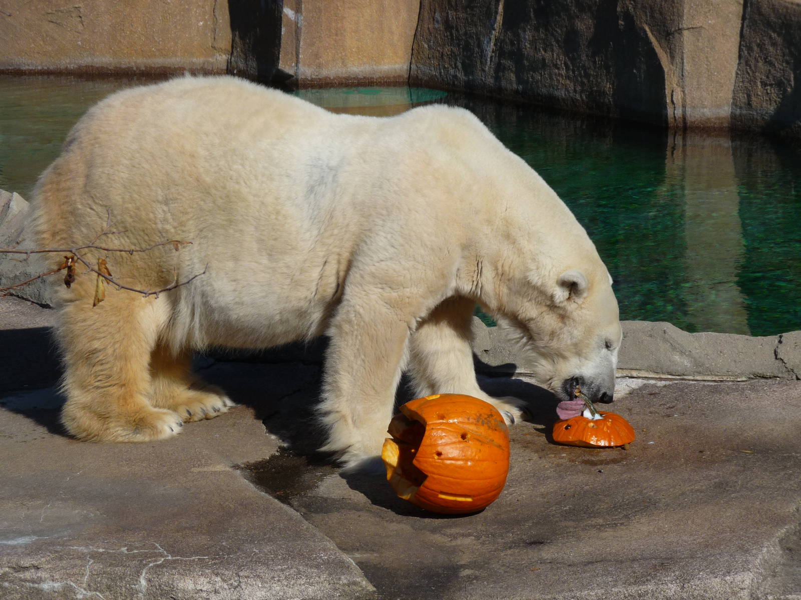 polar bear milwaukee zoo halloween 2011