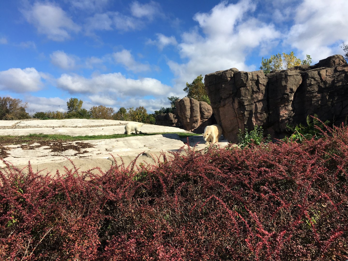 Polar bear mom (Suka) and cub (Astra)