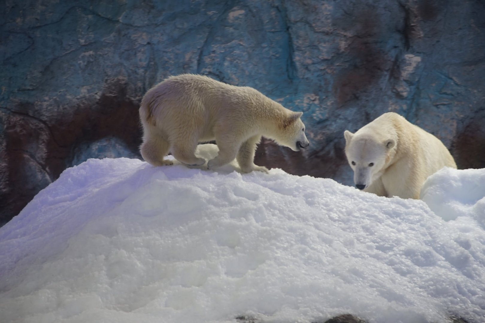 Polar Bear mother and daughter