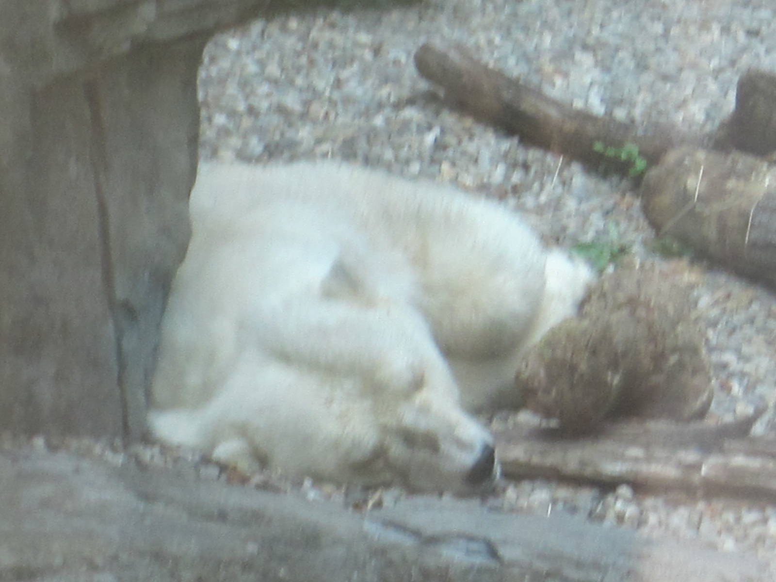 Polar Bear Nap