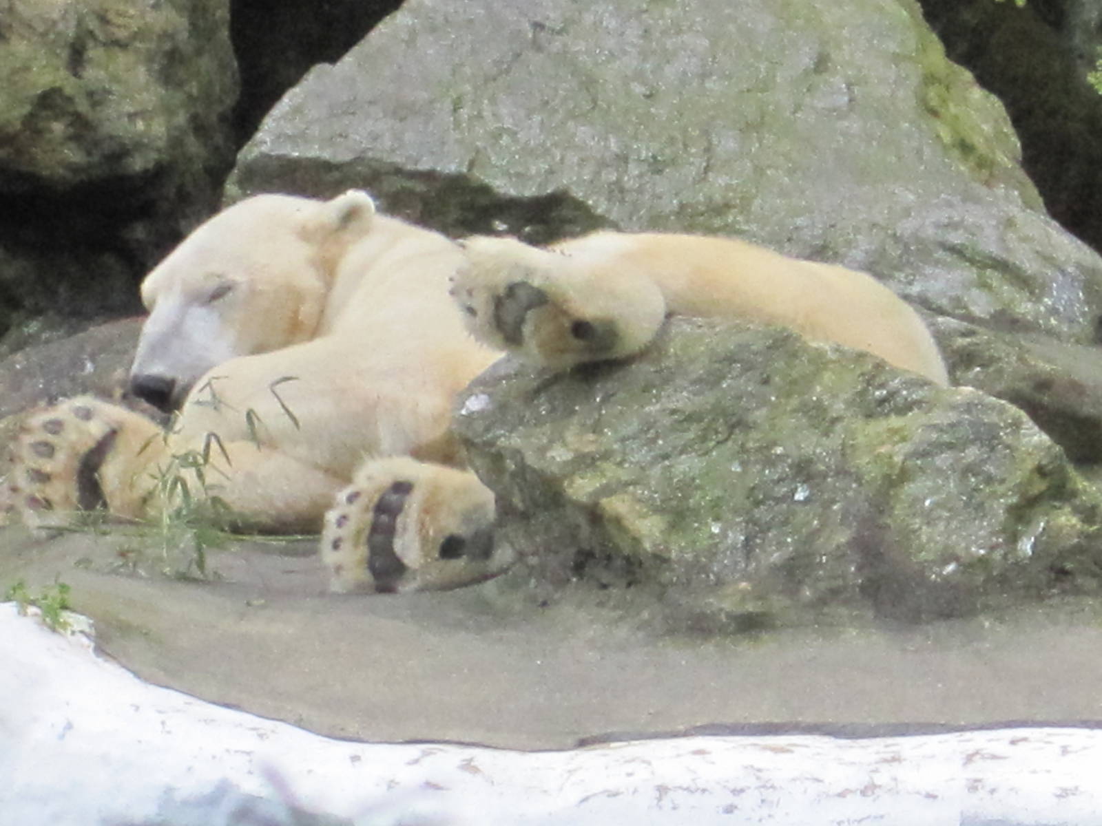 Polar Bear Nap