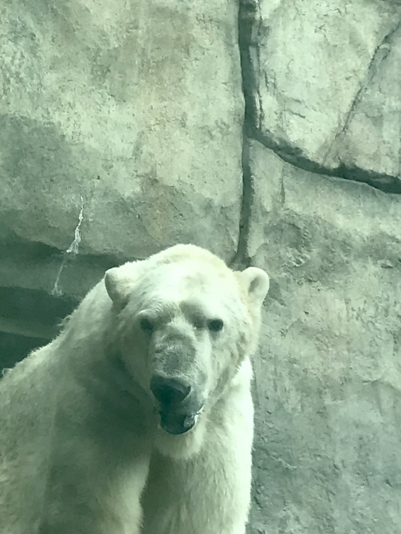 Polar bear Neil