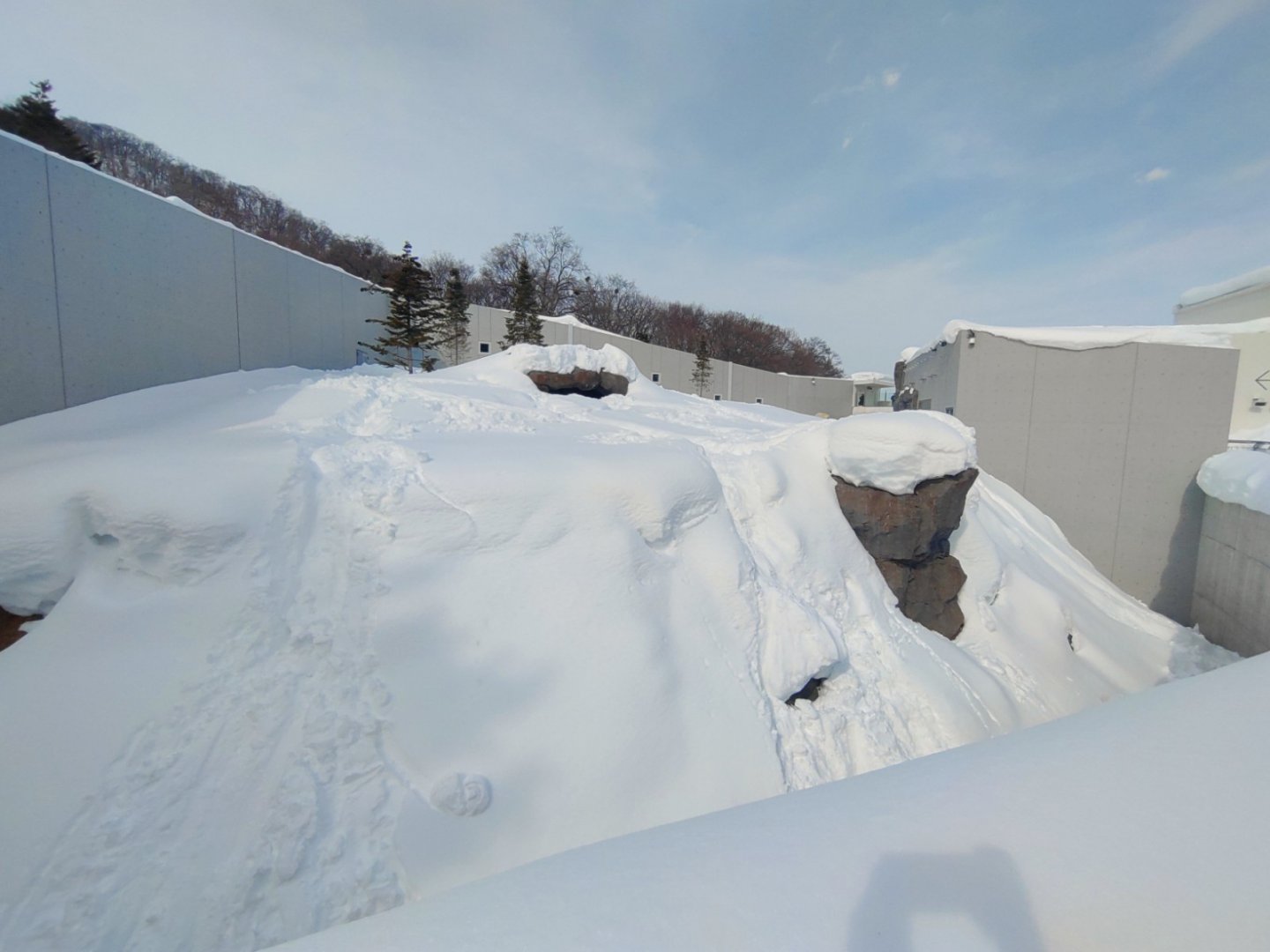 Polar bear new cage at Maruyama Zoo