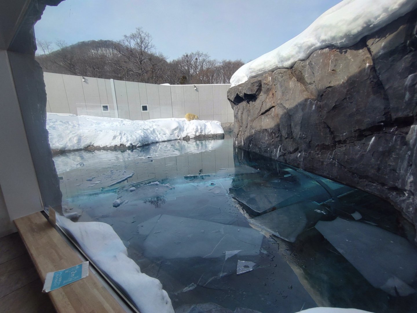 Polar bear new cage at Maruyama Zoo