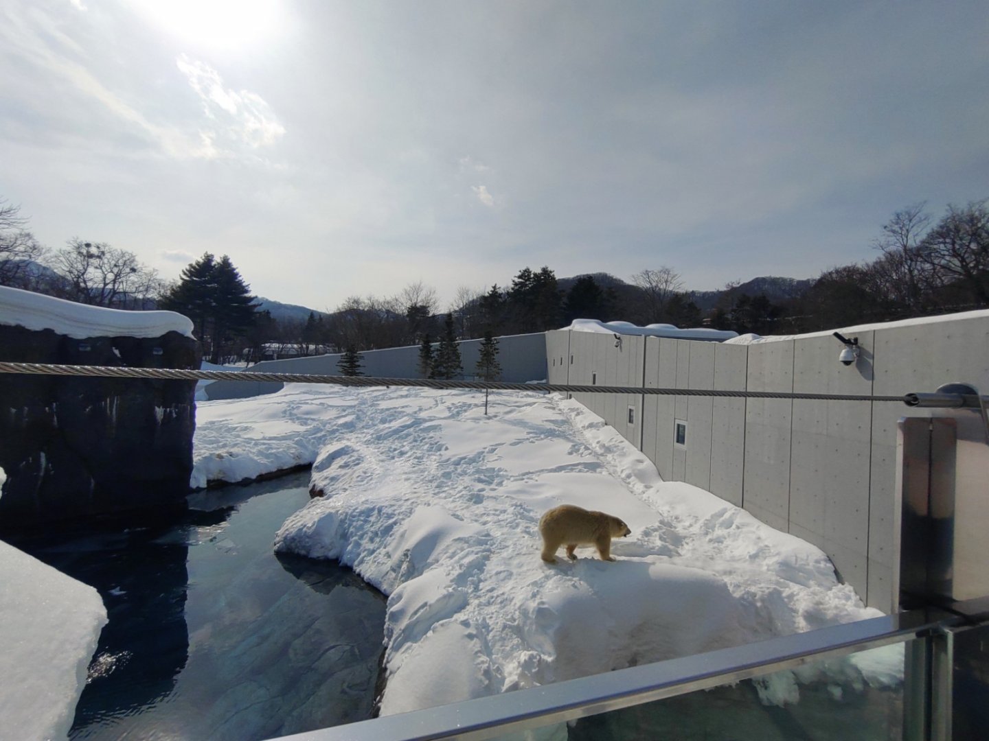 Polar bear new cage at Maruyama Zoo
