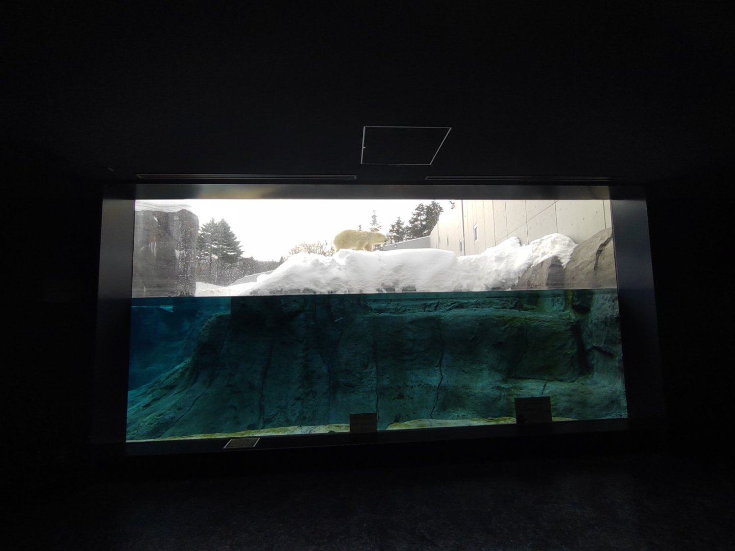 Polar bear new cage at Maruyama Zoo