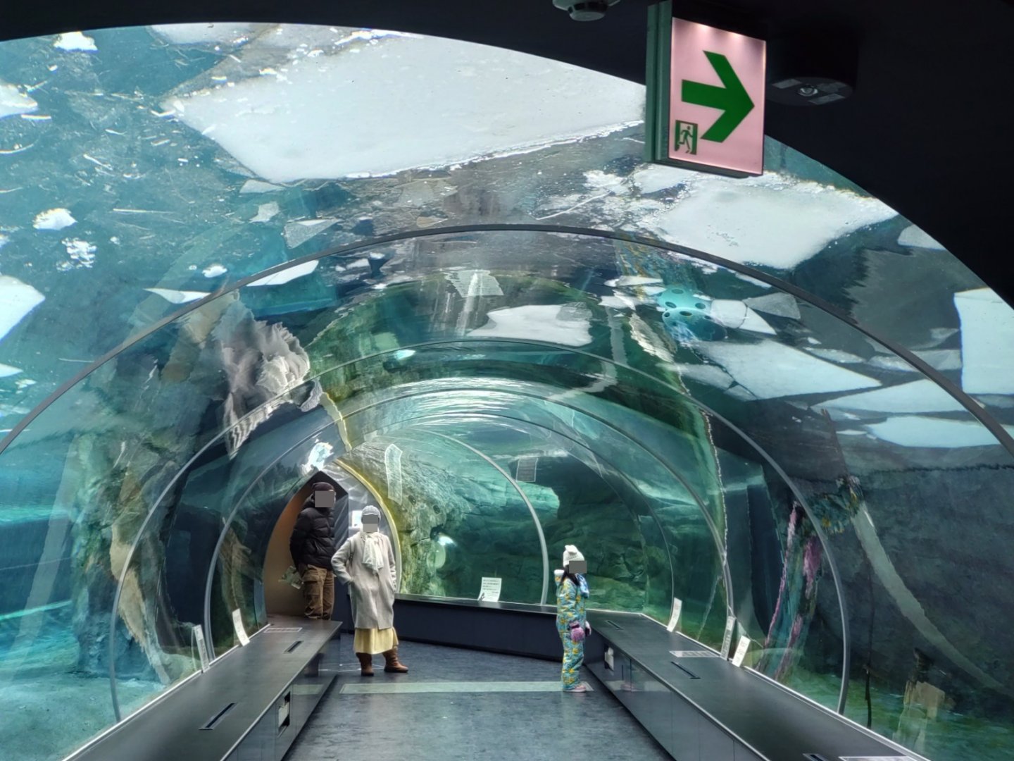 Polar bear new cage at Maruyama Zoo