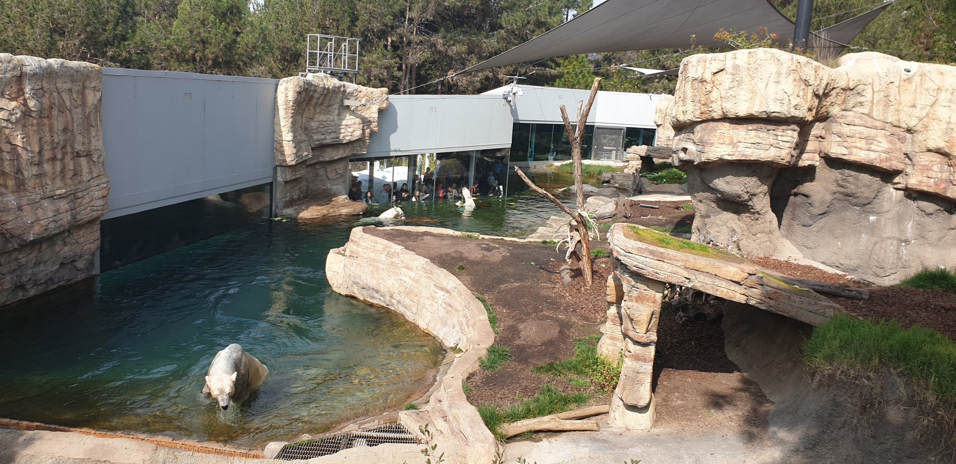 Polar Bear, Northern Frontier