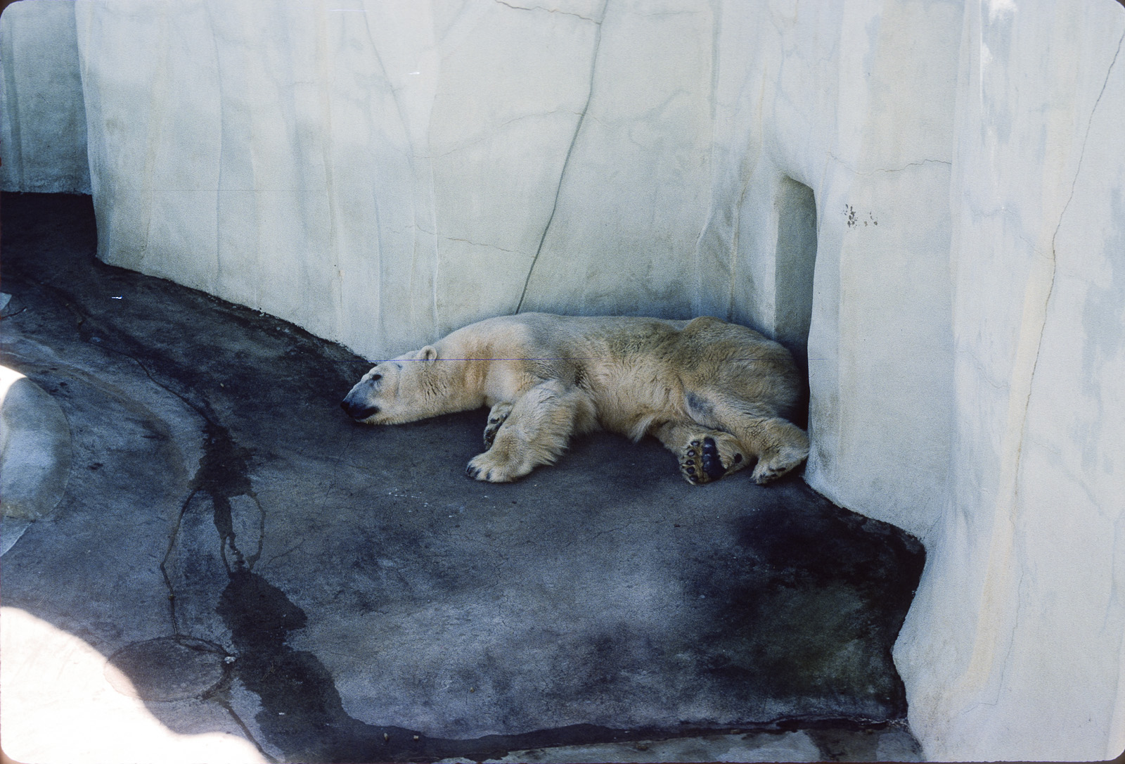 Polar Bear - Nov 1975