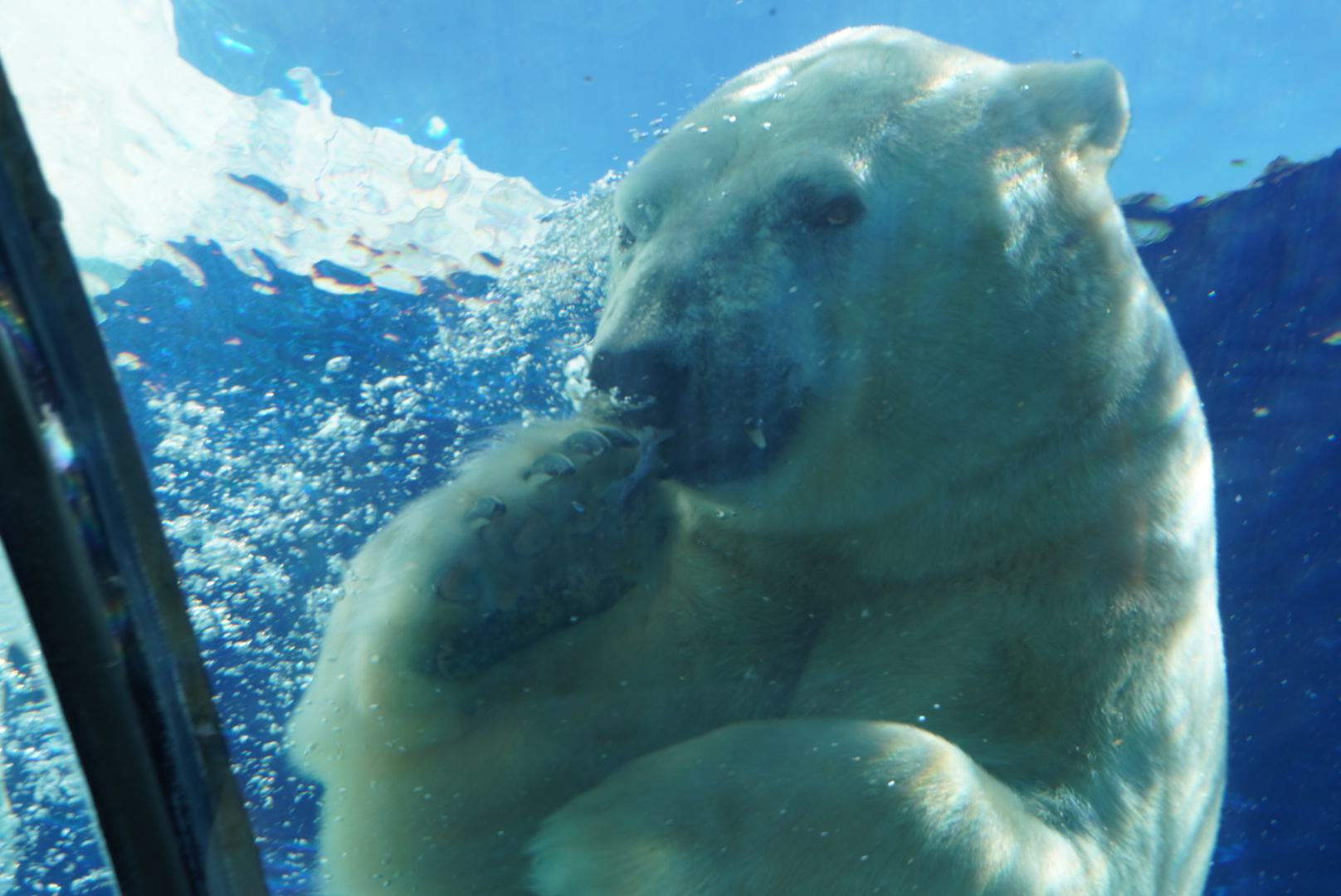 Polar Bear, “Nuka”