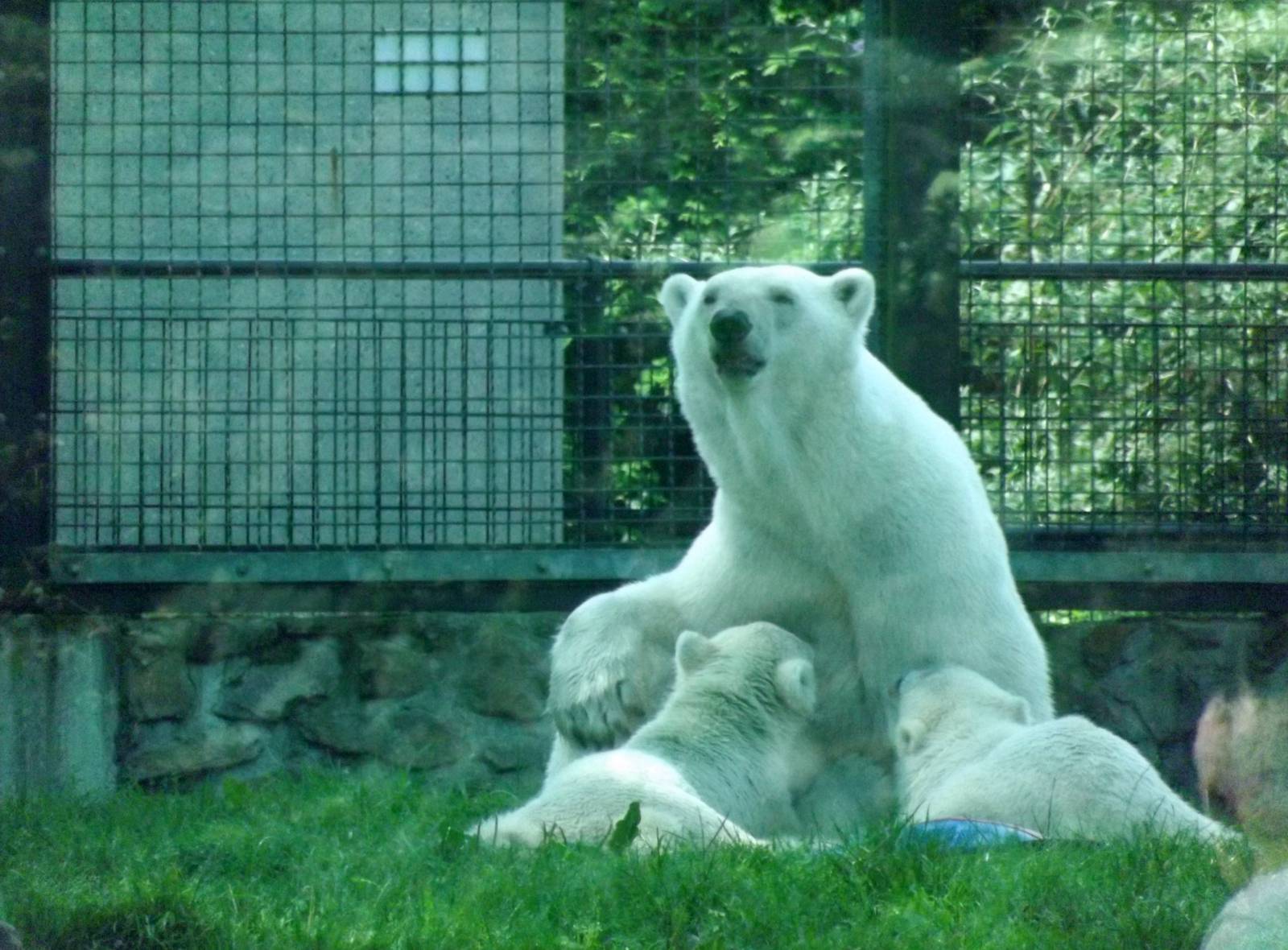 Polar bear nursing cubs