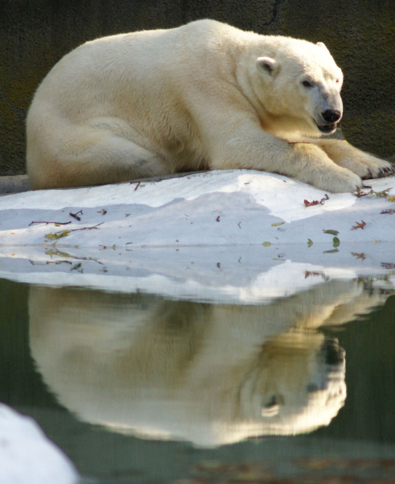 Polar Bear Oct 2008 Bronx