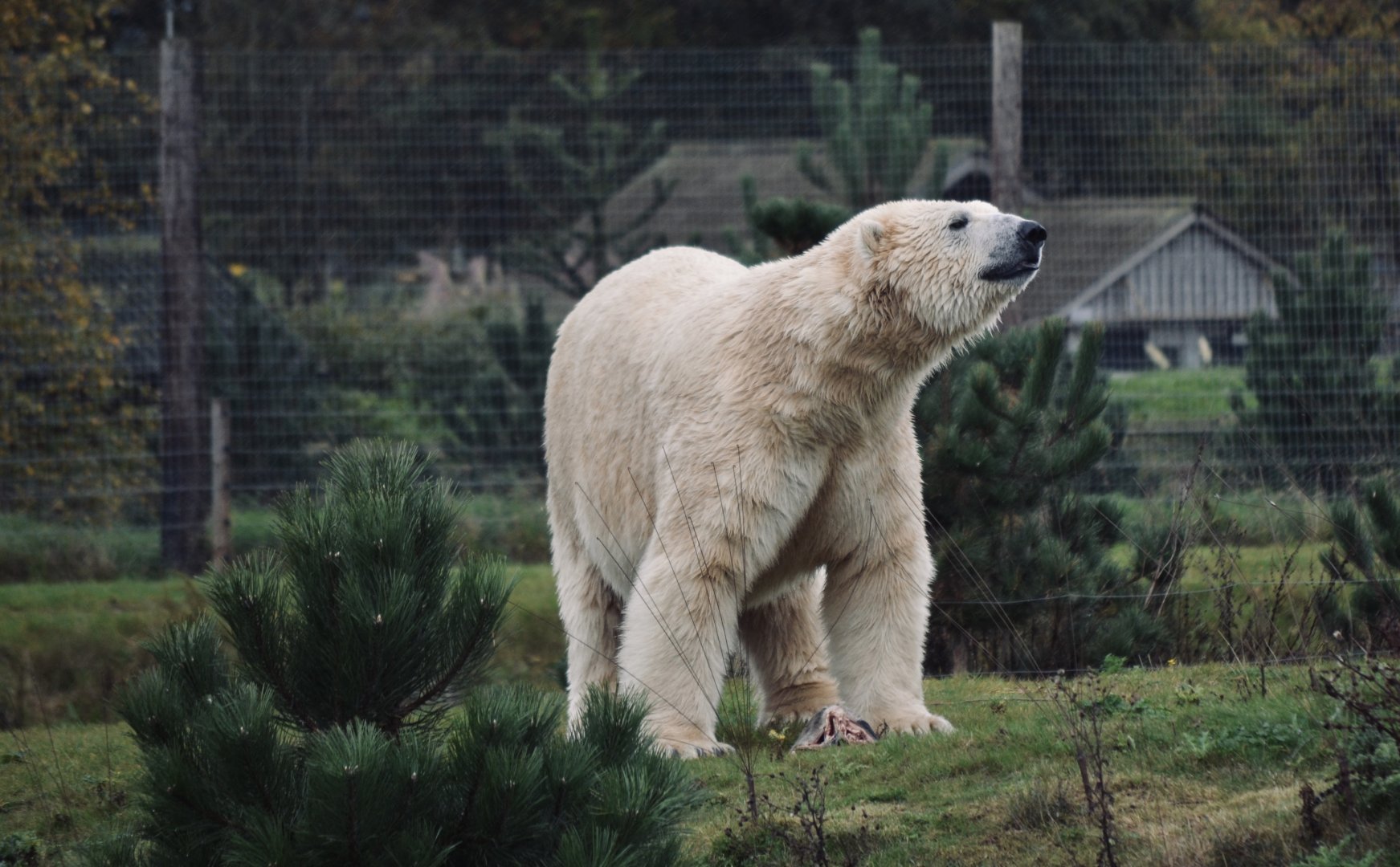 Polar Bear - October 2020