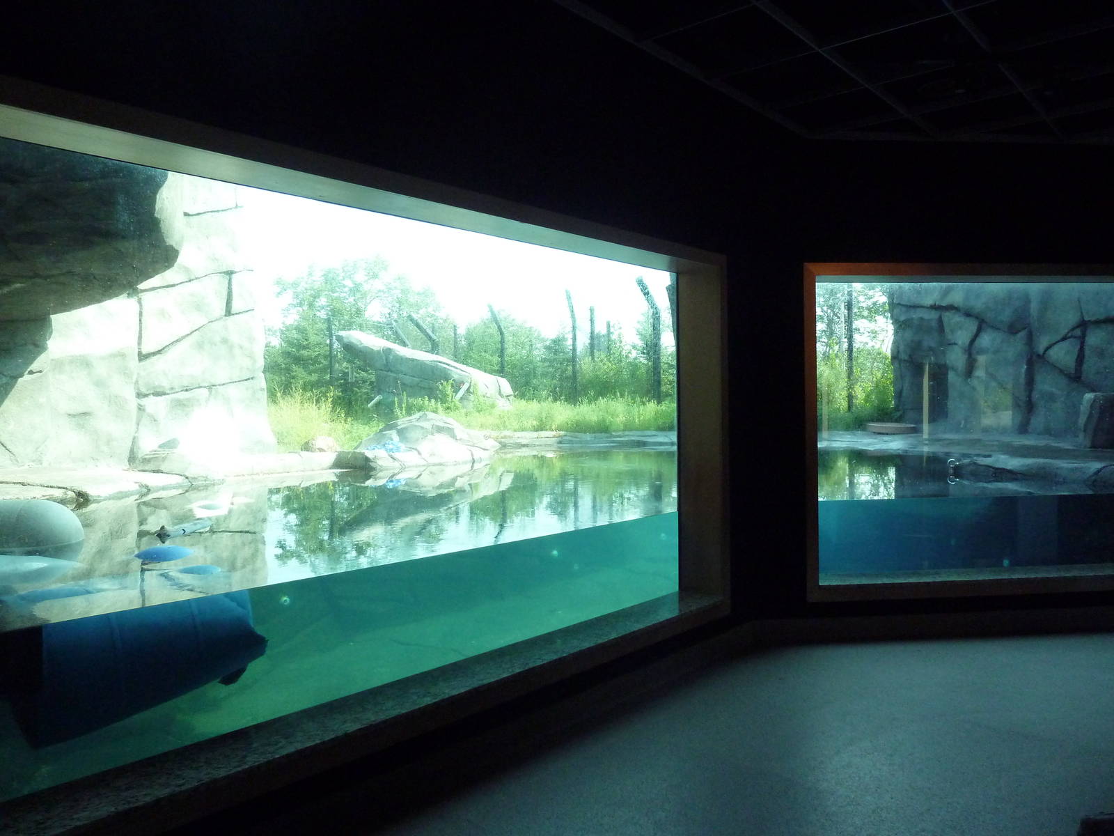 Polar Bear Odyssey Exhibit #2 (New in 2010)