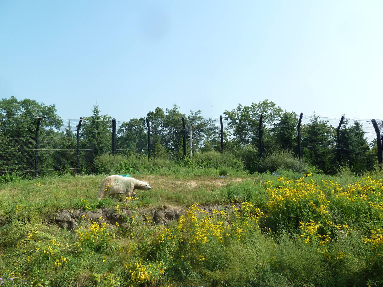Polar Bear Odyssey Exhibit #2 (New in 2010)