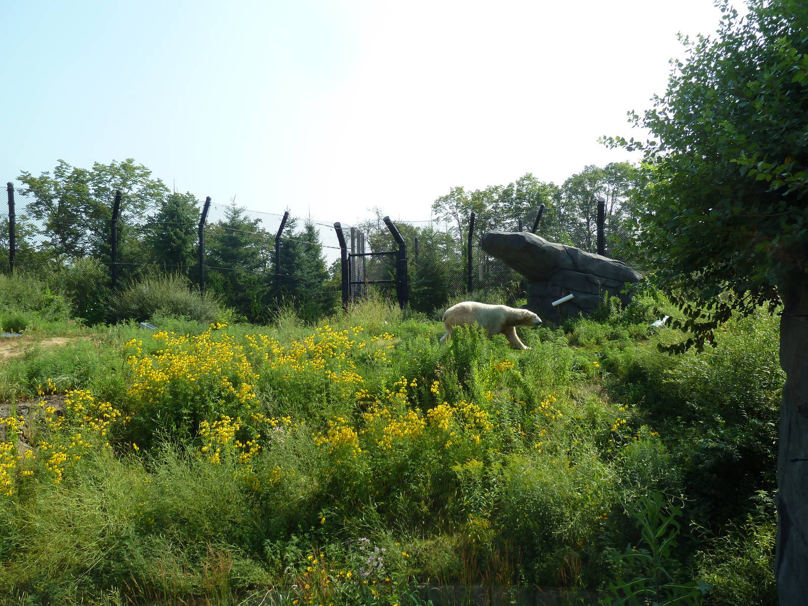 Polar Bear Odyssey Exhibit #2 (New in 2010)