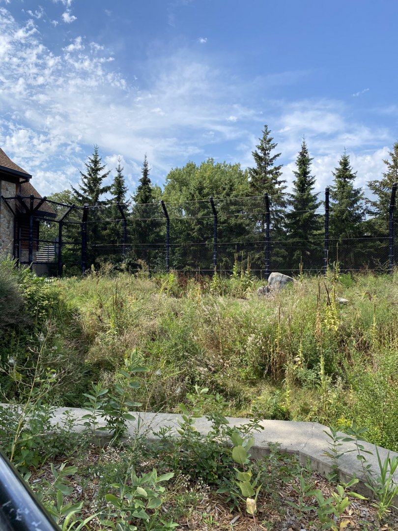 Polar bear odyssey- polar bear exhibit #1