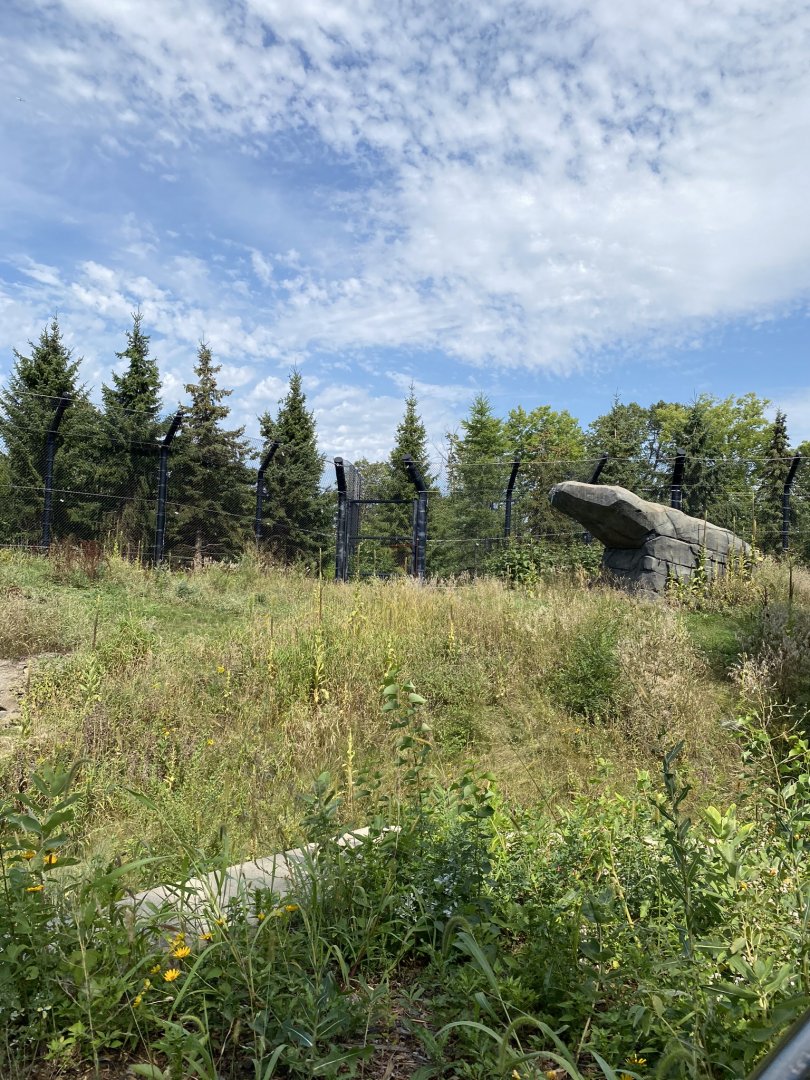 Polar bear odyssey- polar bear exhibit #1