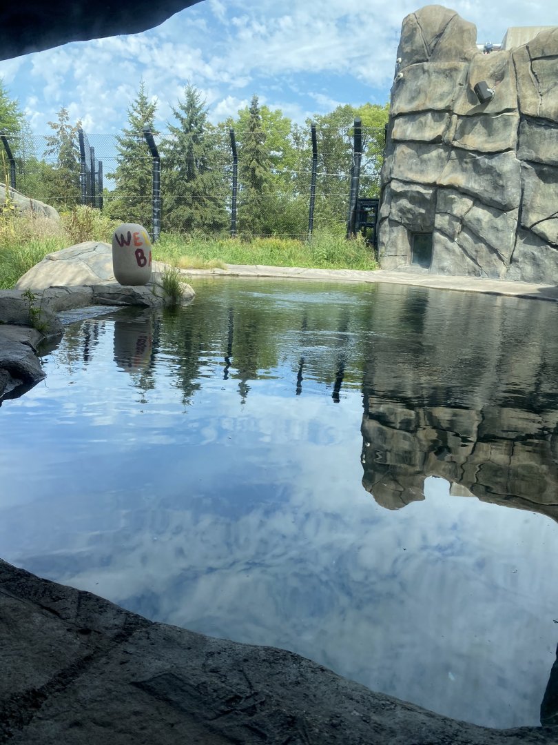 Polar bear odyssey- polar bear exhibit #1