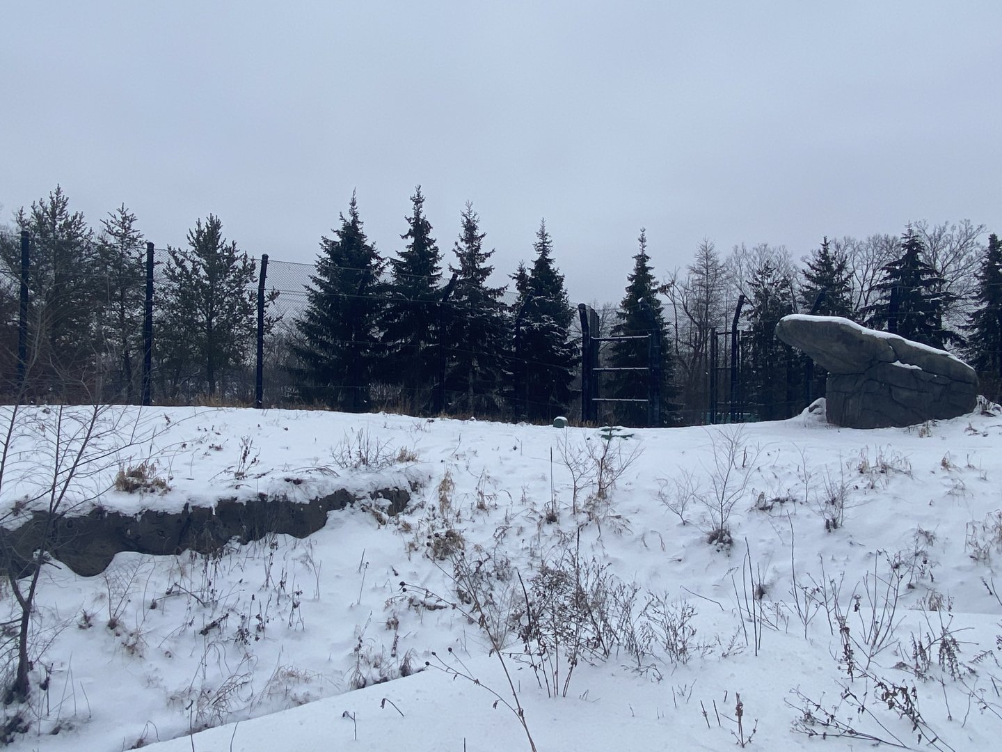 Polar Bear Odyssey - Polar Bear Exhibit #1