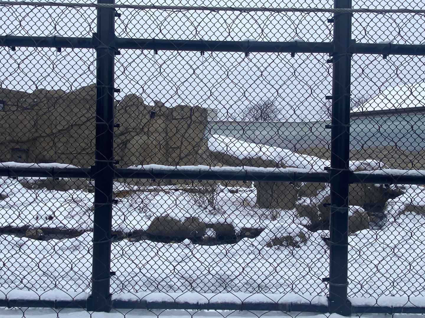 Polar Bear Odyssey - Polar Bear Exhibit #2