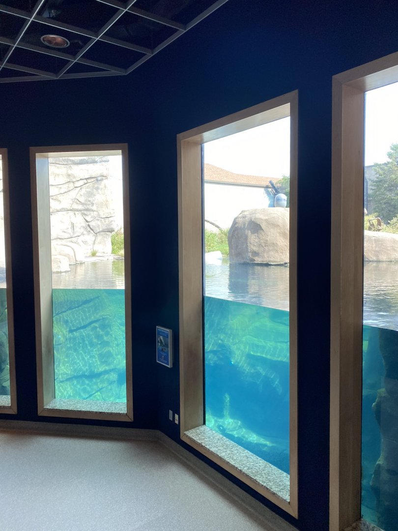 Polar bear odyssey- underwater viewing area