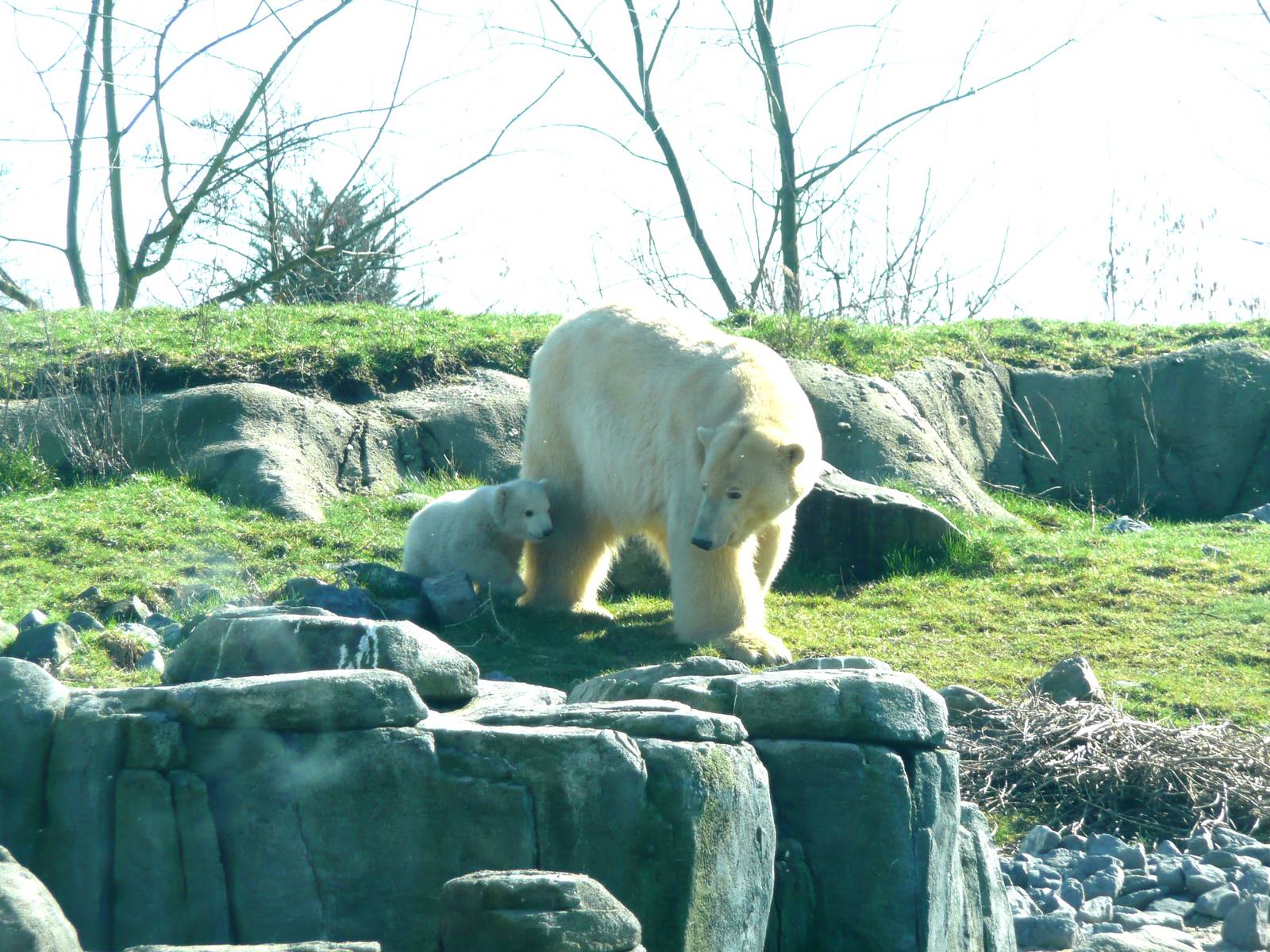 Polar Bear Olinka with Vicks