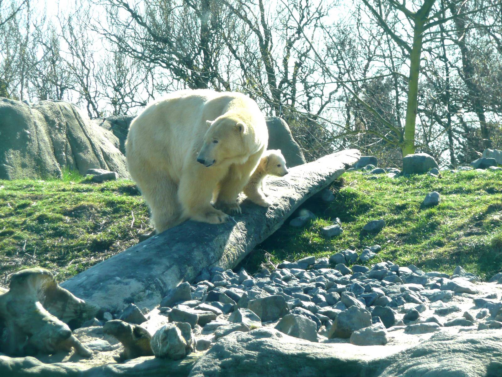 Polar Bear Olinka with Vicks