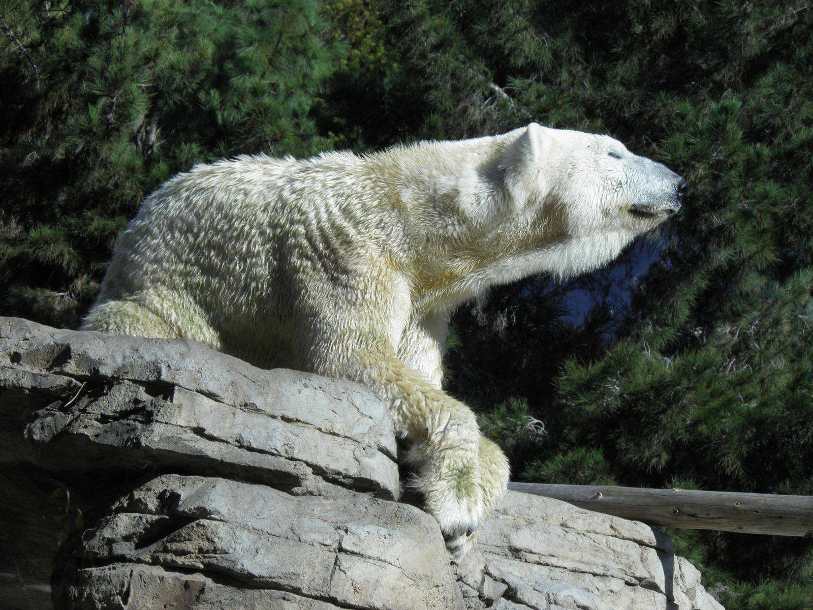 Polar Bear on his throne