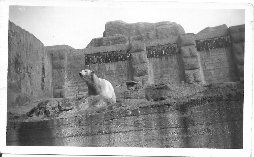 Polar Bear on Mappin Terraces Date 1949-50