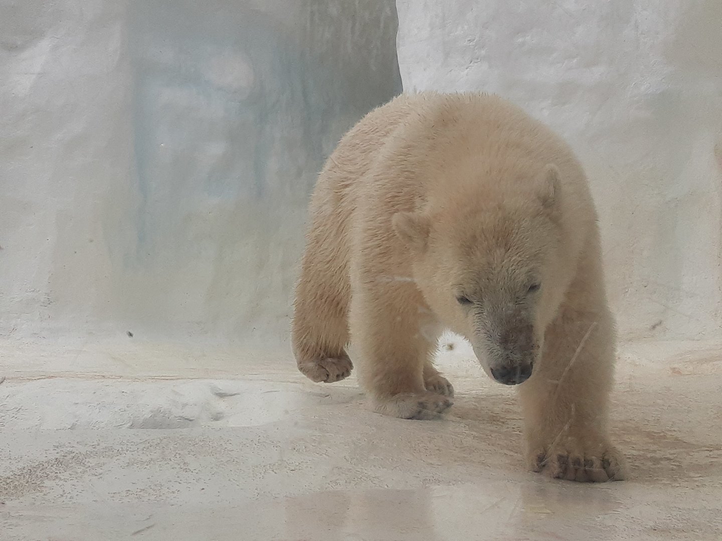 Polar Bear- one of the cubs