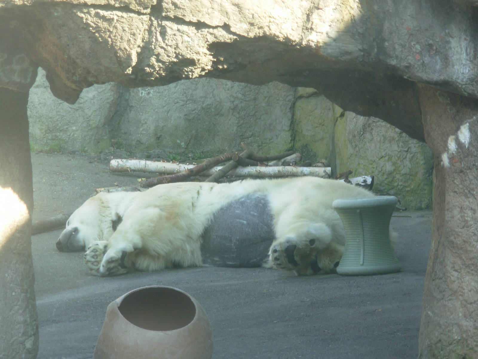 Polar Bear - Oregon Zoo