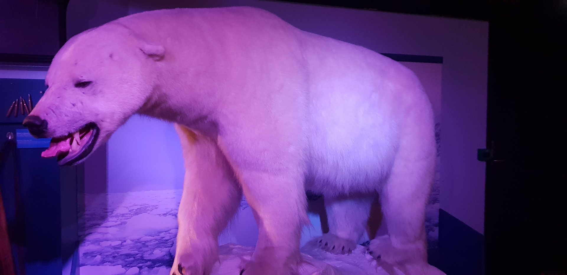 Polar Bear, Oslo Natural History Museum