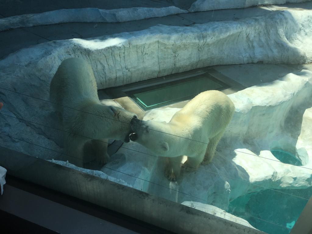 Polar bear pair