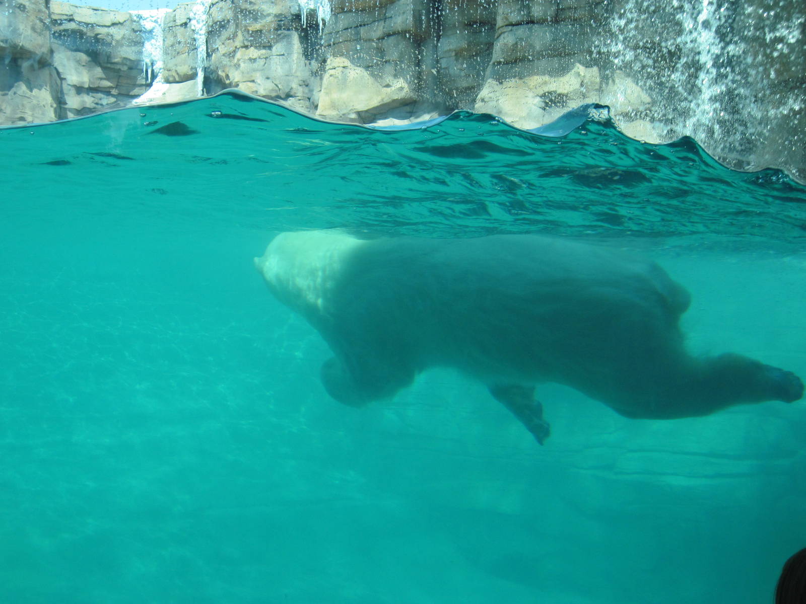 Polar Bear Passage-Polar Bear