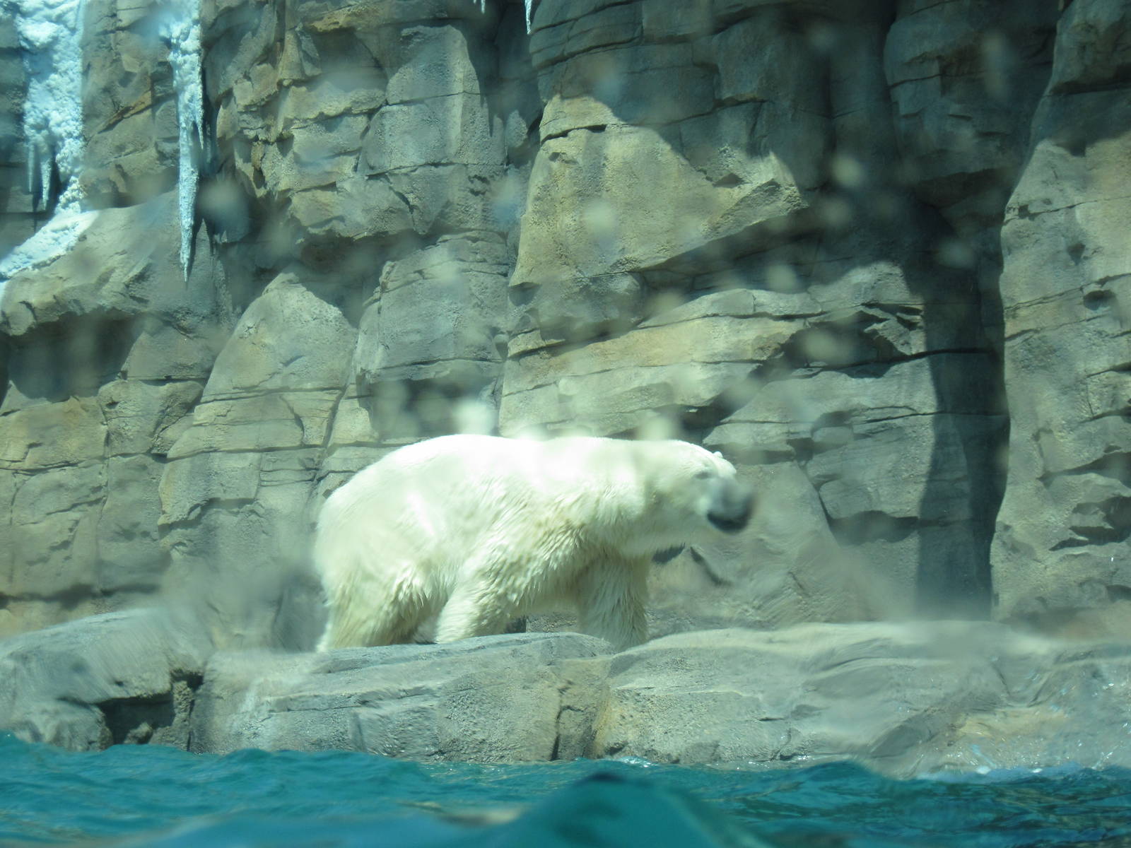 Polar Bear Passage-Polar Bear