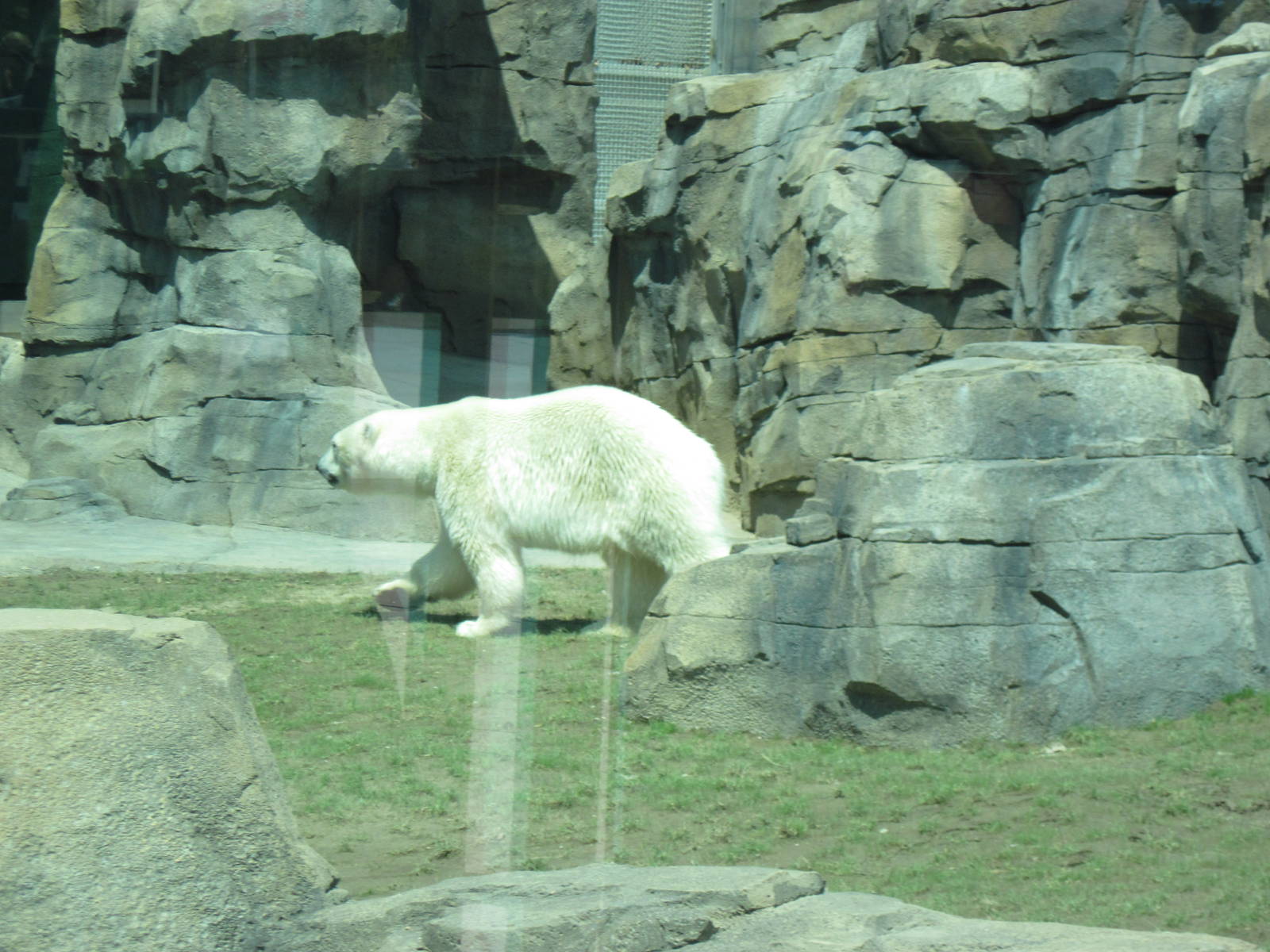 Polar Bear Passage-Polar Bear