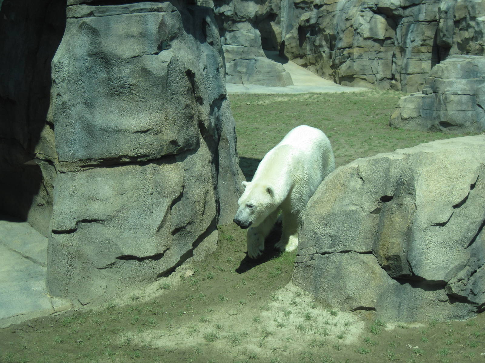 Polar Bear Passage-Polar Bear