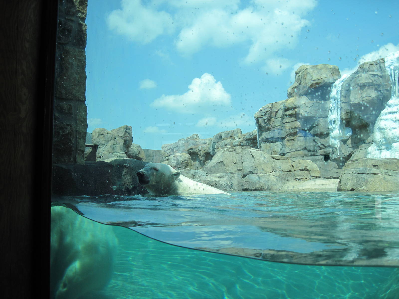 Polar Bear Passage-Polar Bear