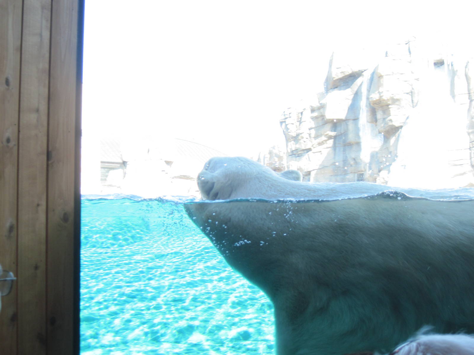 Polar Bear Passage-Polar Bear