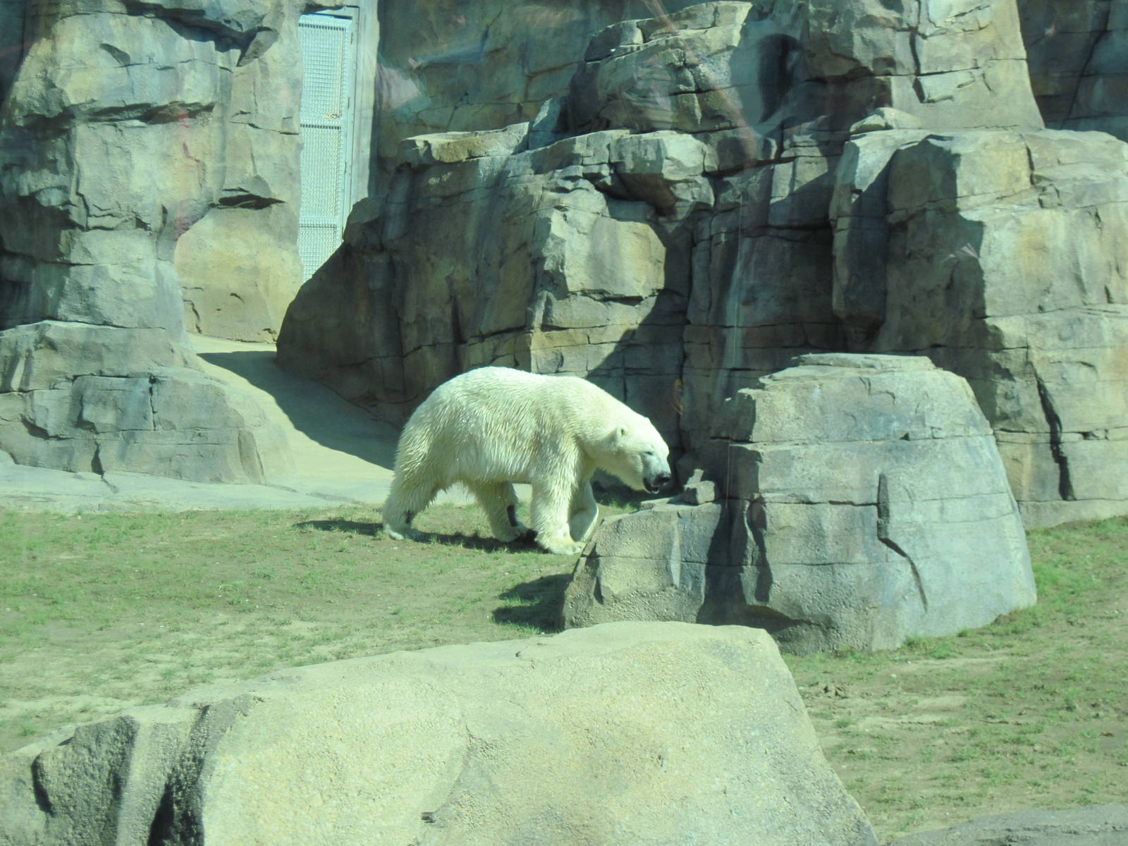 Polar Bear Passage-Polar Bear