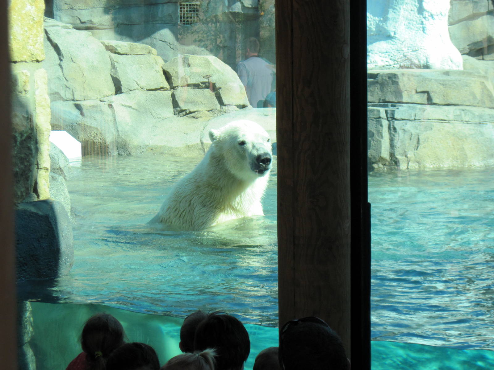 Polar Bear Passage-Polar Bear