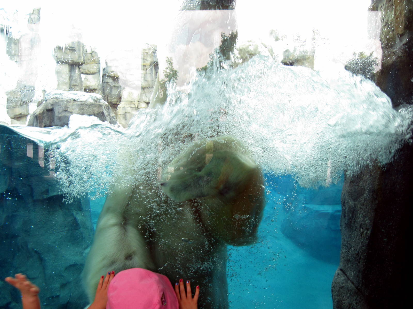 Polar Bear Passage-Polar Bear