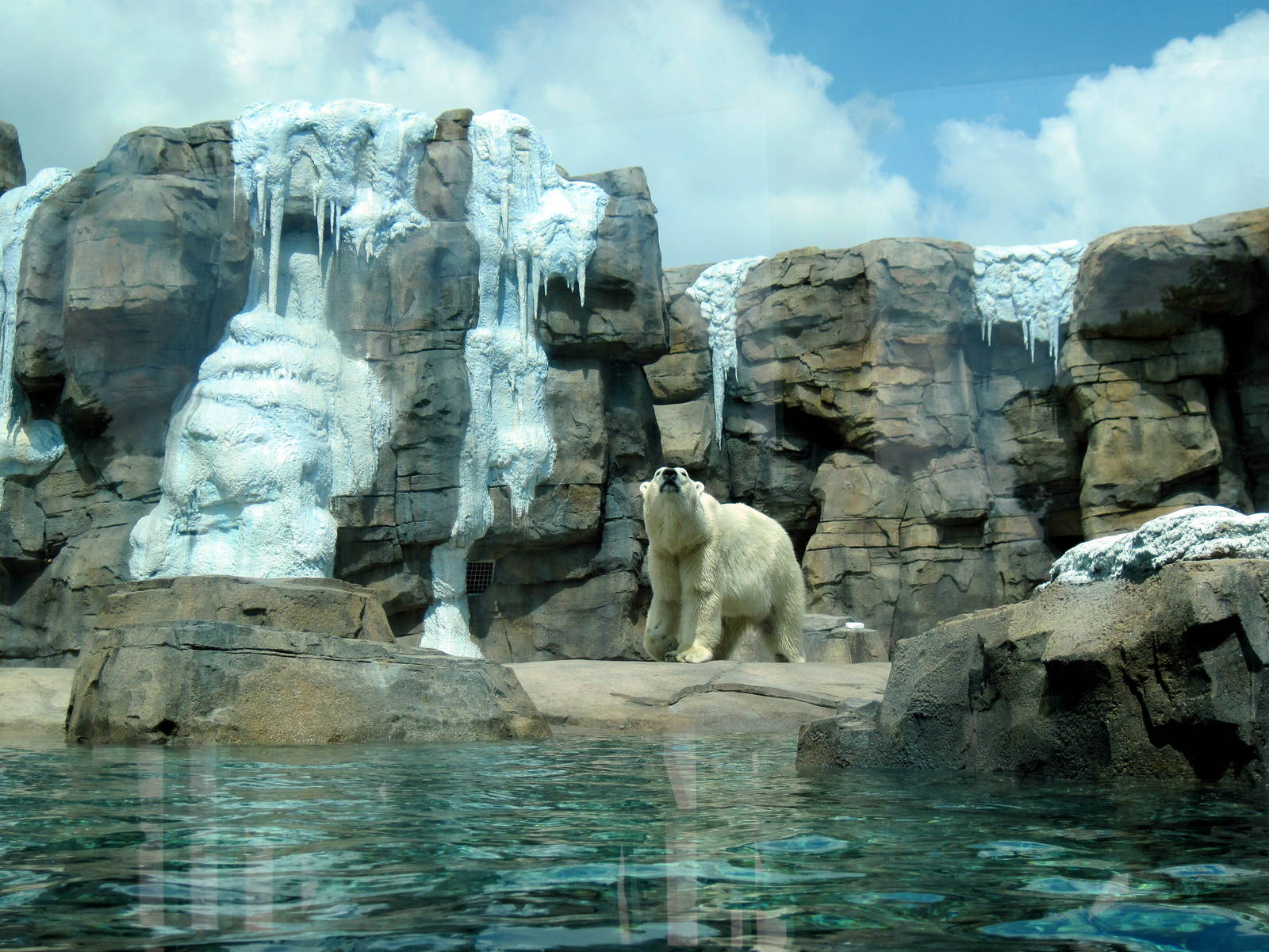 Polar Bear Passage-Polar Bear