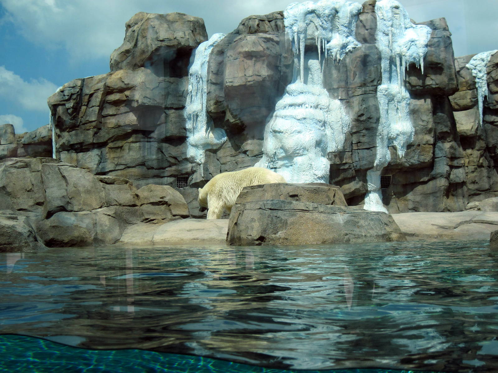 Polar Bear Passage-Polar Bear