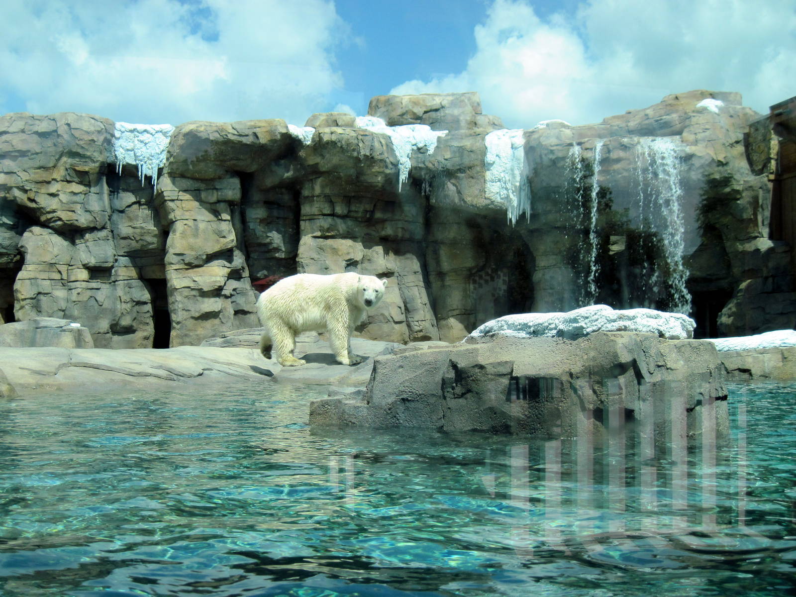 Polar Bear Passage-Polar Bear